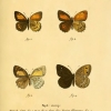 papilio climene esper4